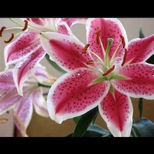 Meet your Posher, Ramona